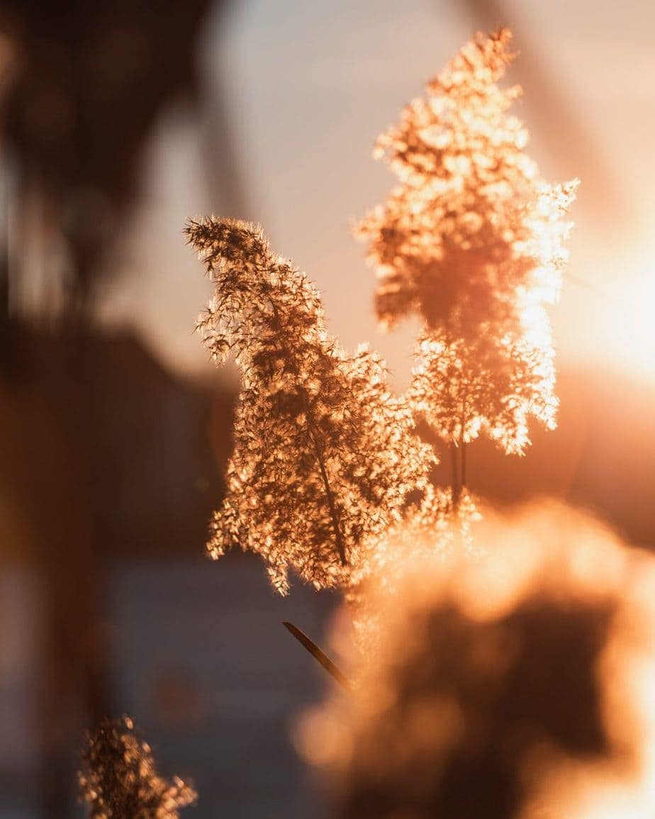 golden hour plant photography